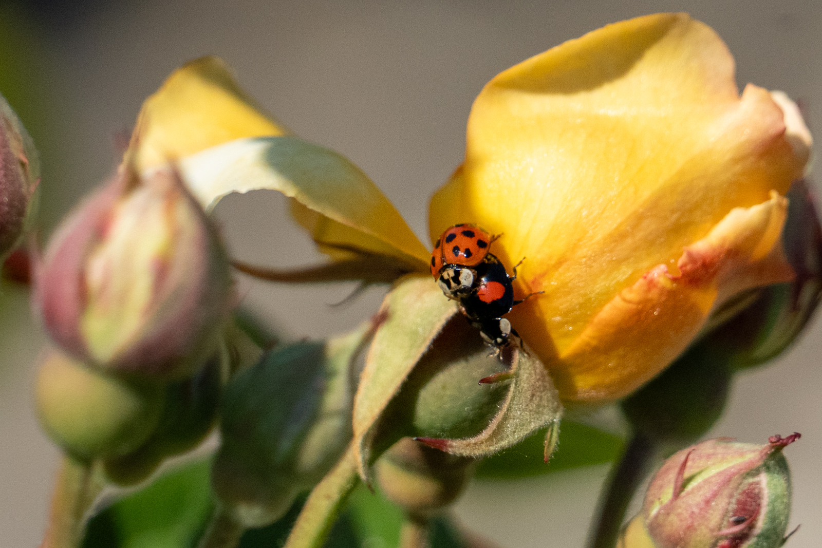 Photography by Chris Allington